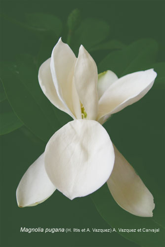 Magnolia pugana